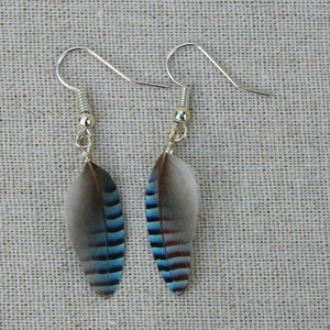 Small Jay bird blue feather earrings- Tiny blue Eurasian jay striped unusual earrings