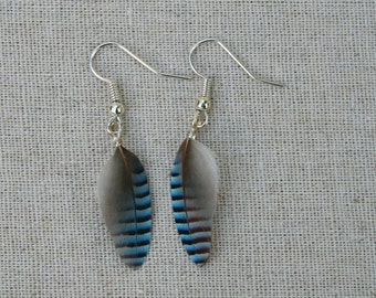 Jay Bird Blue Feather Earrings Blue Eurasian Jay Feather | Etsy