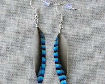 Jay bird blue feather earrings- Blue Eurasian jay feather jewellery