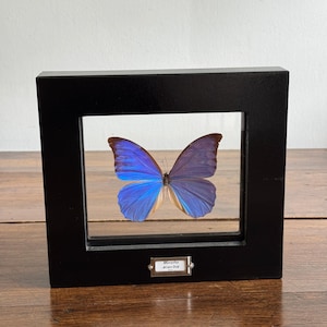 Morpho anaxibia - Etsy 日本