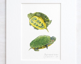 Baby Turtle Watercolor Pond Turtle Watercolor Nature Study Red-Eared Slider