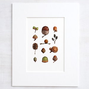 Acorns Art Print Woodland Nature Watercolor Wall Decor image 1