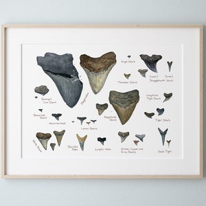 Illustrated Fossil Shark Teeth Chart Natural History Watercolor Art Print