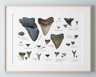 Illustrated Fossil Shark Teeth Chart Natural History Watercolor Art Print