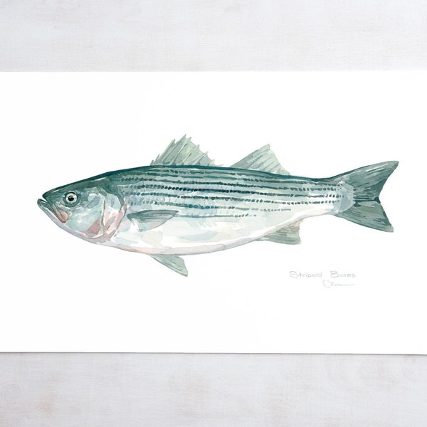 Striped Bass Watercolor Print Fish Painting Decor Angler Gift