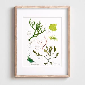 Seaweed Botanical Watercolor Art Print Beach Decor