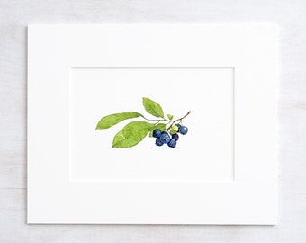 Blueberries Botanical Watercolor Print Botanical Watercolor