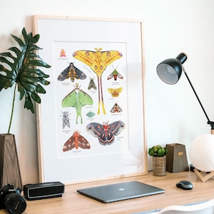 Impresión de polillas, insectos coloridos, acuarela, gráfico de animales, regalo de la naturaleza, arte de pared animal