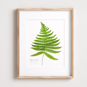 May include: A framed print featuring a detailed illustration of a green beech fern. The fern is centered on a white background, with the text "Beech Fern" and a signature at the bottom. The frame is a light wood color.