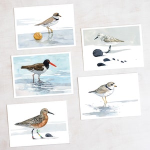 Ensemble de cartes de plage d'oiseaux de rivage
