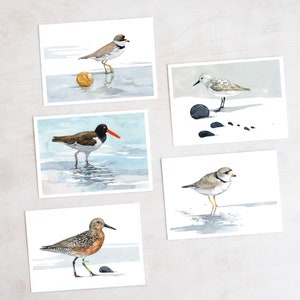 Shorebird Beach Card Set Mixed Bird Art Stationery Gift Set image 1