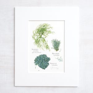 Lichen Botanical Print Old Man&#39;s Beard Woodland Nature Watercolor