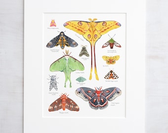 Moth Print Colorful Insects Watercolor Animal Chart Nature Gift Animal Wall Art