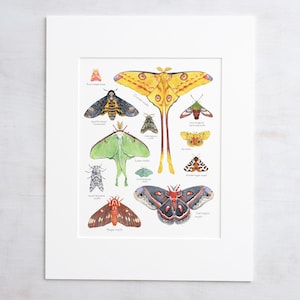 Mottenprint kleurrijke insecten aquarel dierenkaart natuur cadeau dieren muurkunst
