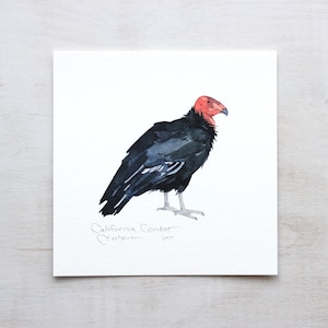 California Condor Print Vulture Bird Watercolor Wall Art Endangered Animal