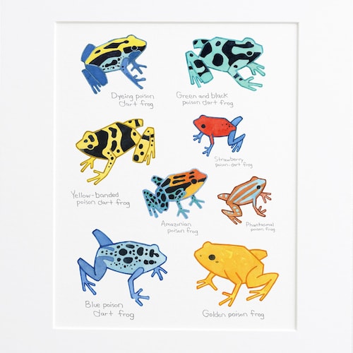 Poison Dart Frog Chart Print Kids Room Animal Wall Art - Etsy