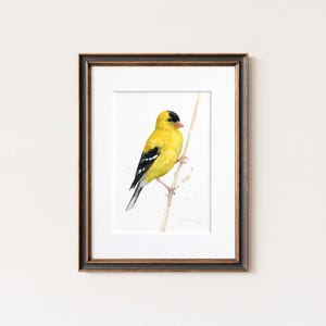 Stieglitz Aquarell Druck Vogel Malerei Vogelbeobachter Geschenk