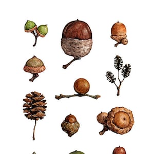 Acorns Art Print Woodland Nature Watercolor Wall Decor image 4