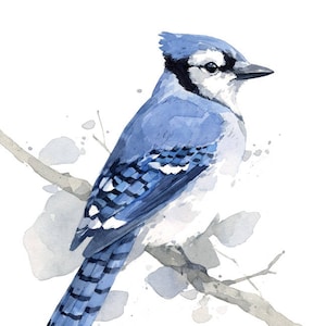 Blue Jay Print Bird Watercolor Painting Art Print image 6