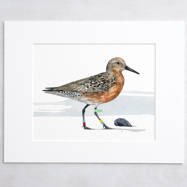 Shorebird Watercolor Print Red Knot, Beach Art Painting, Coastal Shore Art Print