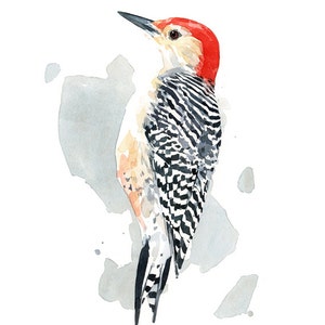 Red-bellied Woodpecker Print Watercolor Bird Painting Bird Wall Art image 2