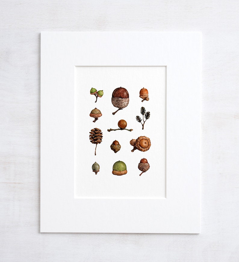 Acorns Art Print Woodland Nature Watercolor Wall Decor image 1