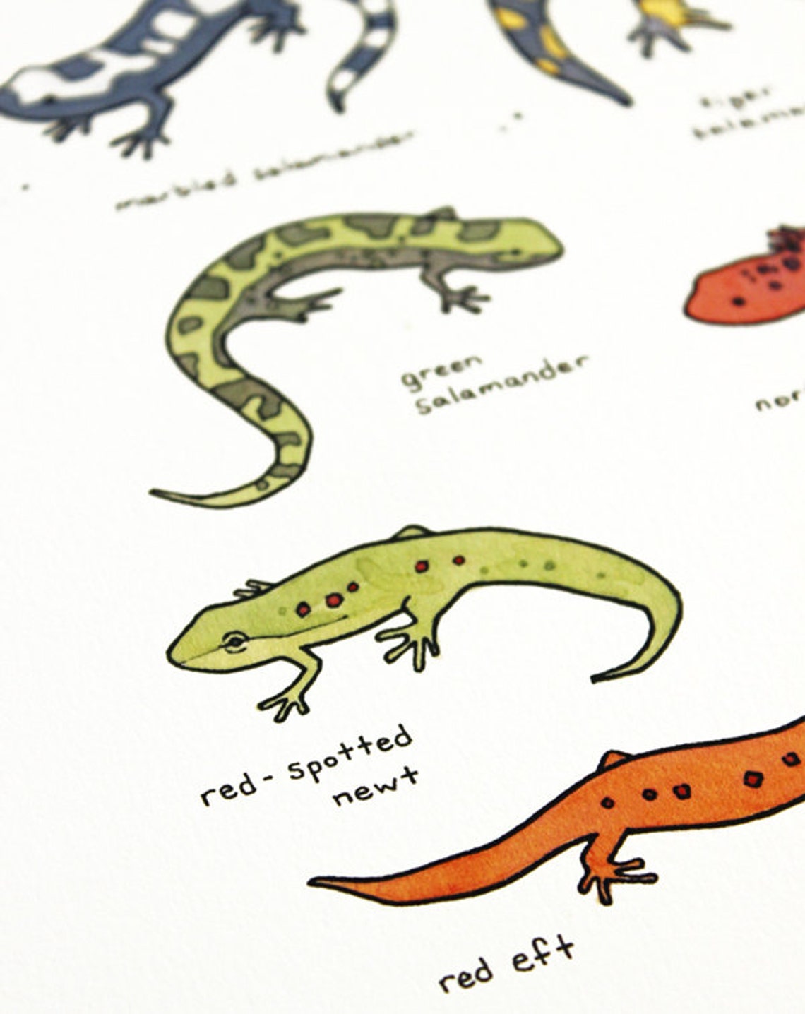 Salamanders Chart Print Animal Wall Art Kids Room Wall Decor - Etsy