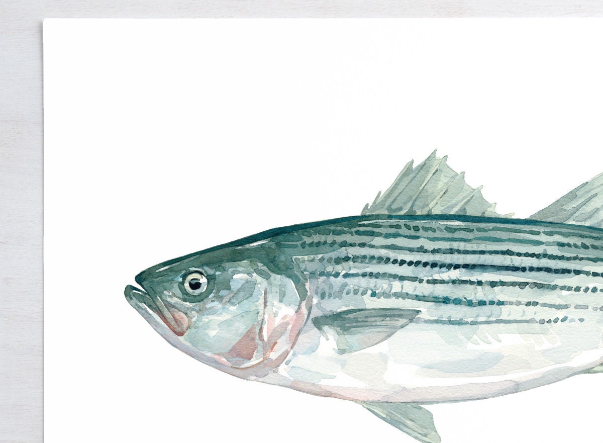 Striped Bass Watercolor Print Fish Painting Decor Angler Gift 