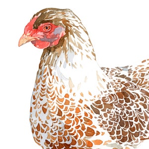 Chicken Watercolor Print White and Brown Hen Farm Animal Print image 7