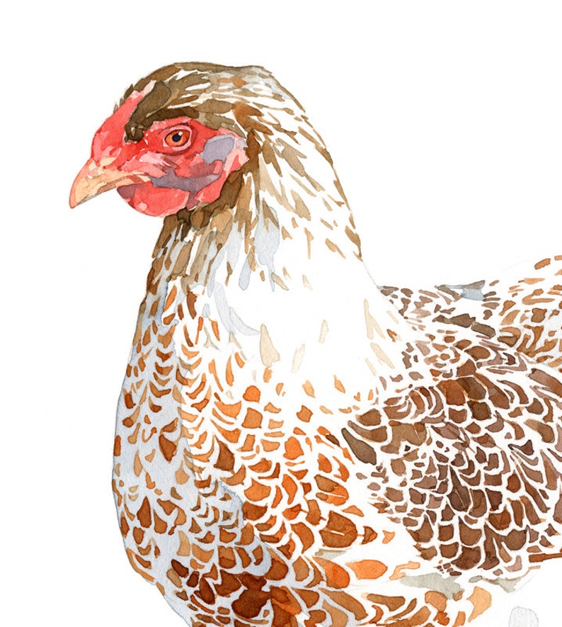 Chicken Watercolor Print White and Brown Hen Farm Animal Print image 7