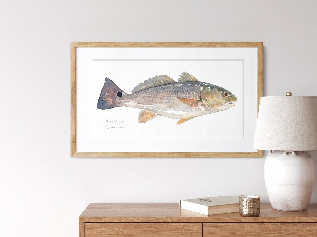 Red Drum Watercolor Print Puppy Drum Fish Painting Coast Decor 