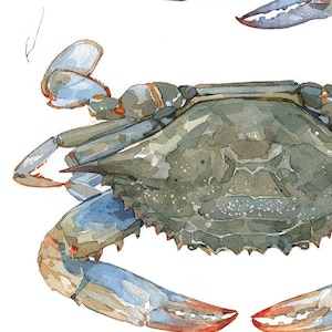 Blue Crabs Watercolor Painting Print Coastal Beach Art Seaside Decor Maryland Blue Crab image 8