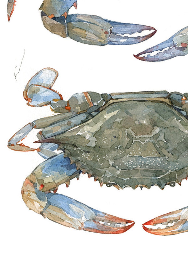 Blue Crabs Watercolor Painting Print Coastal Beach Art Seaside Decor Maryland Blue Crab image 8