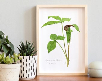 Jack in the Pulpit Watercolor Botanical Art Print Woodland Plant Wall Decor