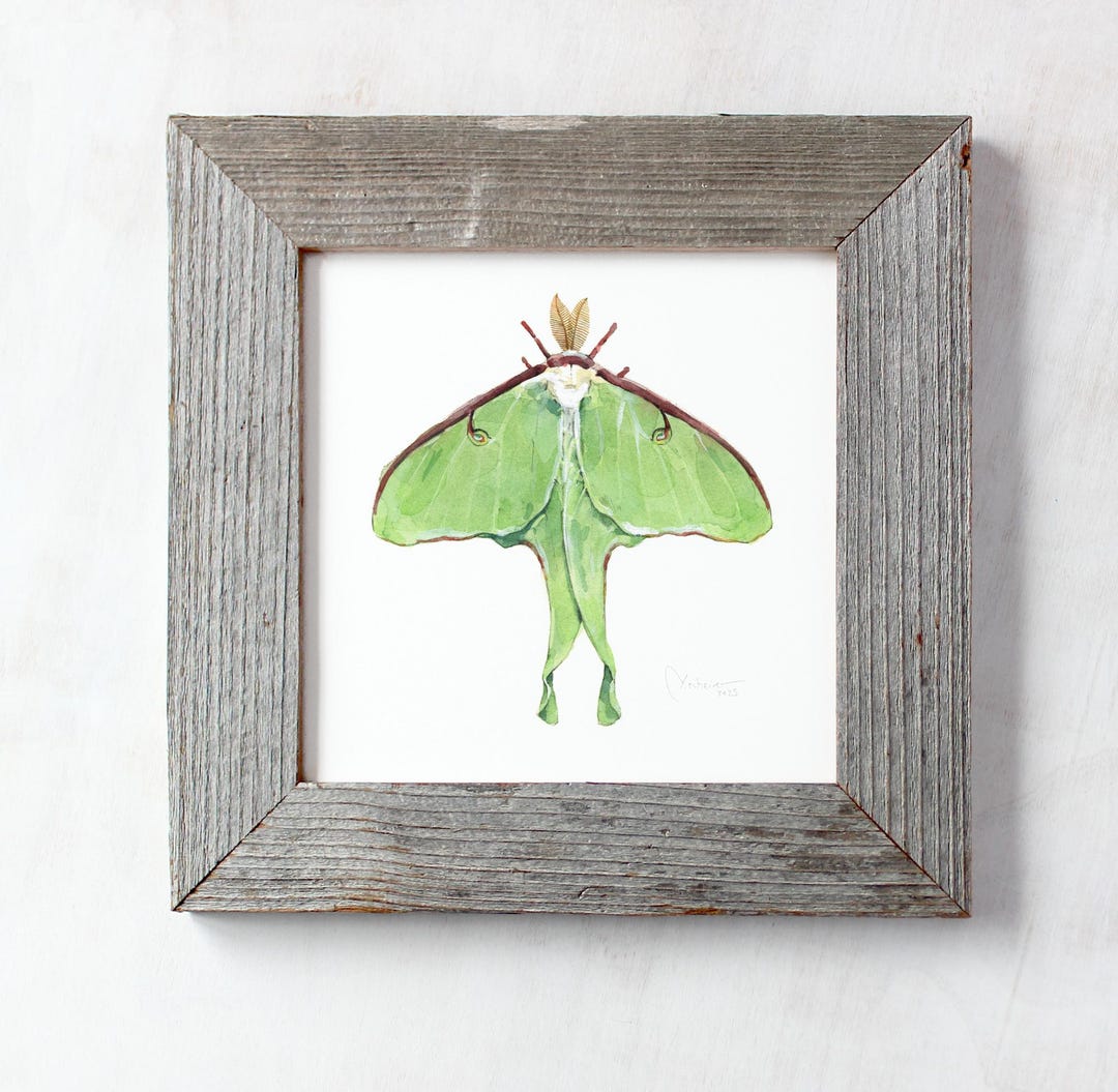 Luna Moth Art Print Watercolor Painting - Etsy