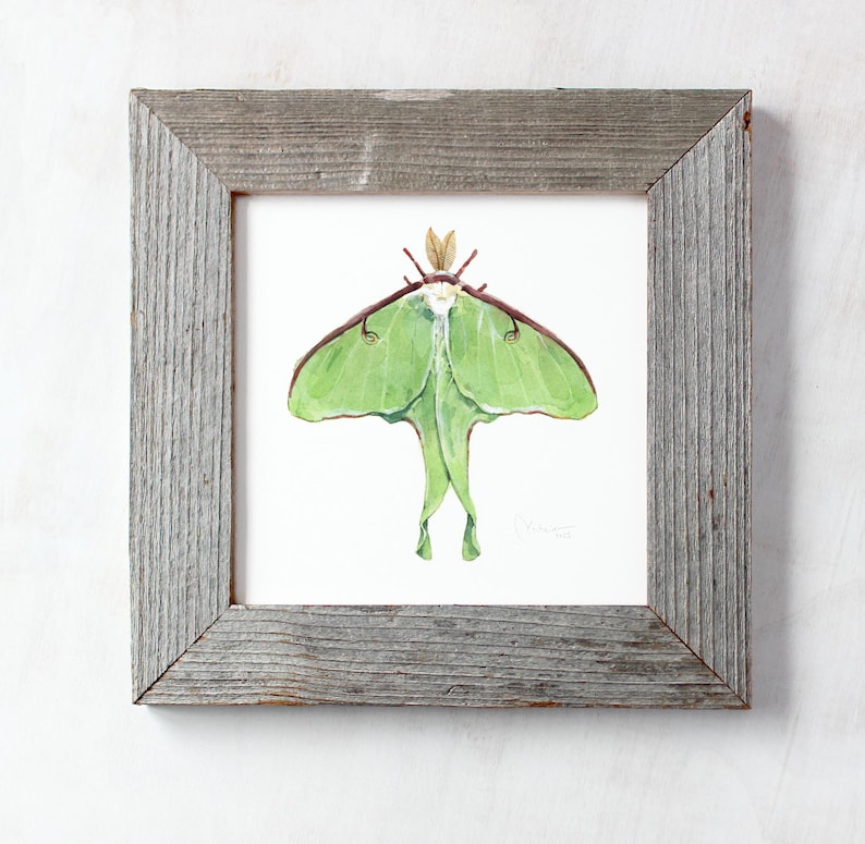Luna Moth Art Print Watercolor Painting - Etsy