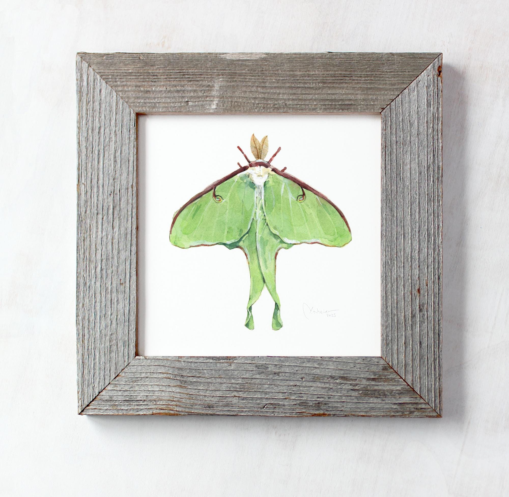 Luna Moth Art Print Watercolor Painting - Etsy