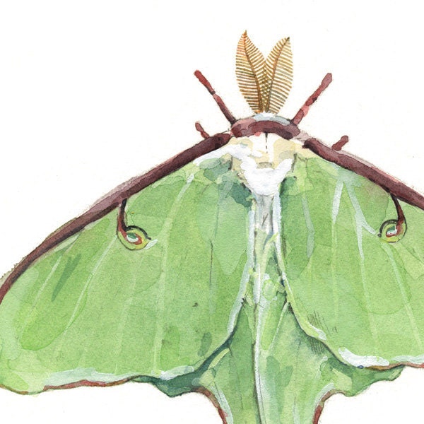 Luna Moth Art Print Watercolor Painting - Etsy