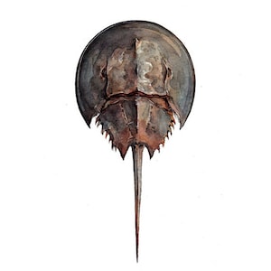 Horseshoe Crab Watercolor Painting Seashore Beach Print image 2