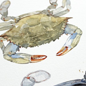 Blue Crabs Watercolor Painting Print Coastal Beach Art Seaside Decor Maryland Blue Crab image 4