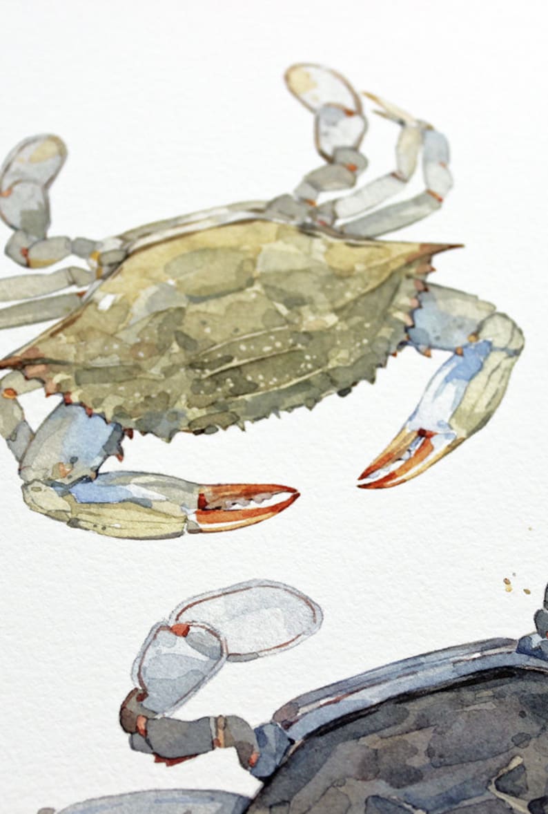 Blue Crabs Watercolor Painting Print Coastal Beach Art Seaside Decor Maryland Blue Crab image 4