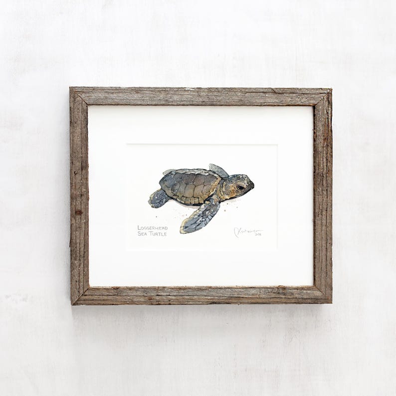 May include: A watercolor painting of a Loggerhead Sea Turtle hatchling swimming in the ocean. The painting is framed in a rustic wood frame.