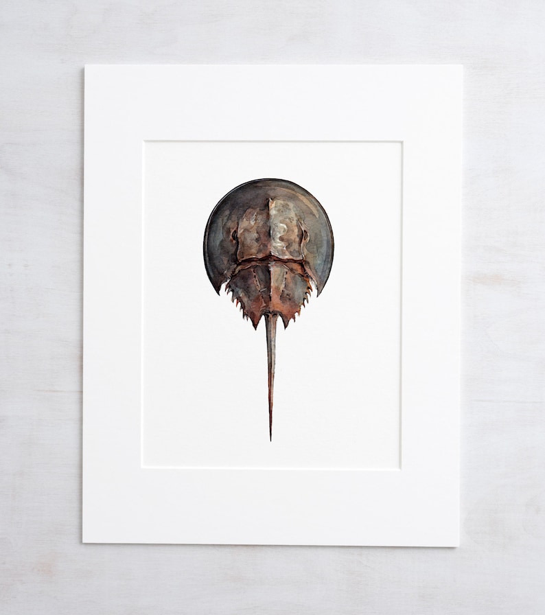 Horseshoe Crab Watercolor Painting Seashore Beach Print image 3