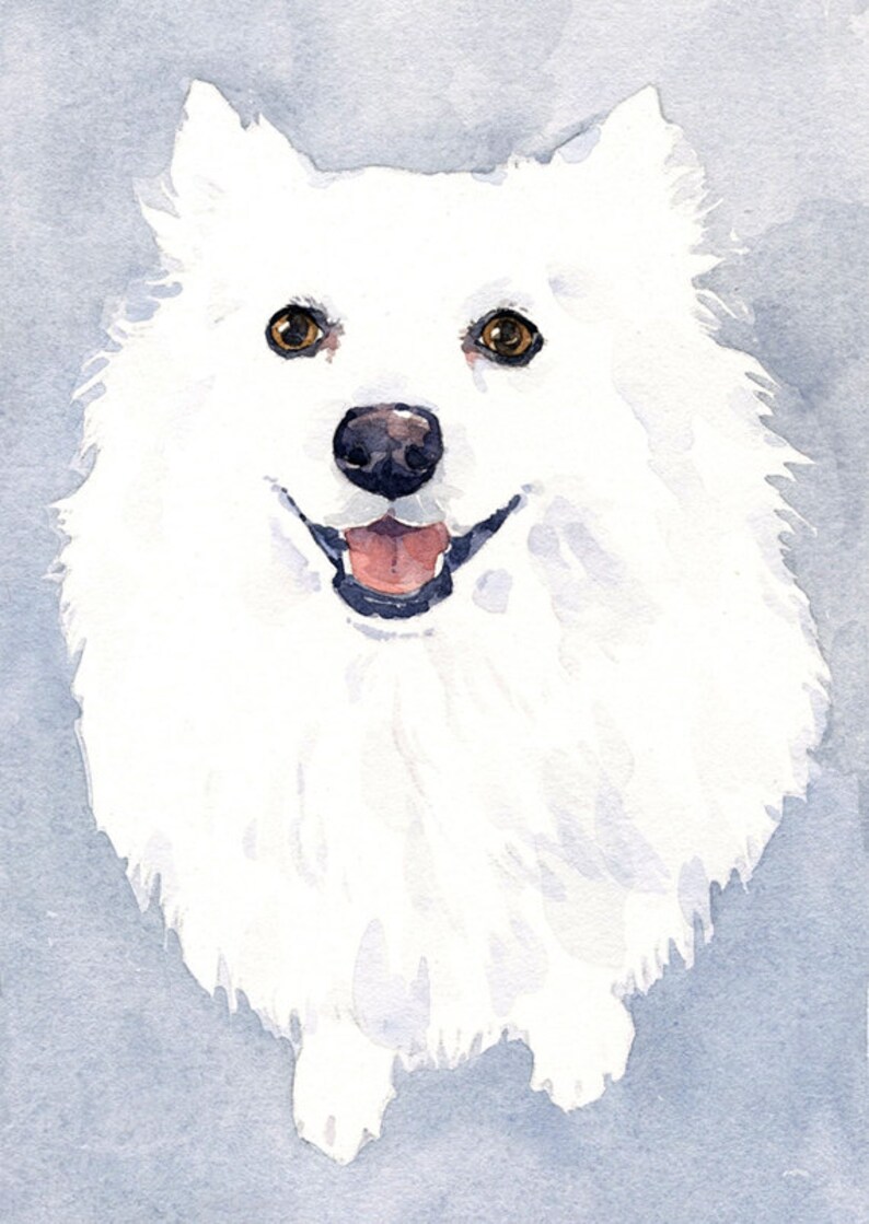 black and white bird dog