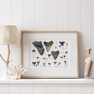 Geïllustreerde grafiek fossiele haaientanden natuurhistorische aquarel kunstafdruk