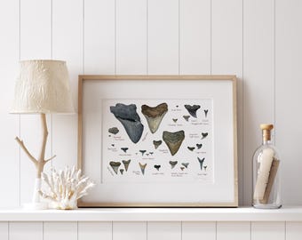 Quadro ilustrado de dentes fósseis de tubarão, impressão artística em aquarela de história natural