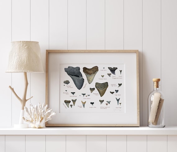 カナダ 魚の化石のインテリア