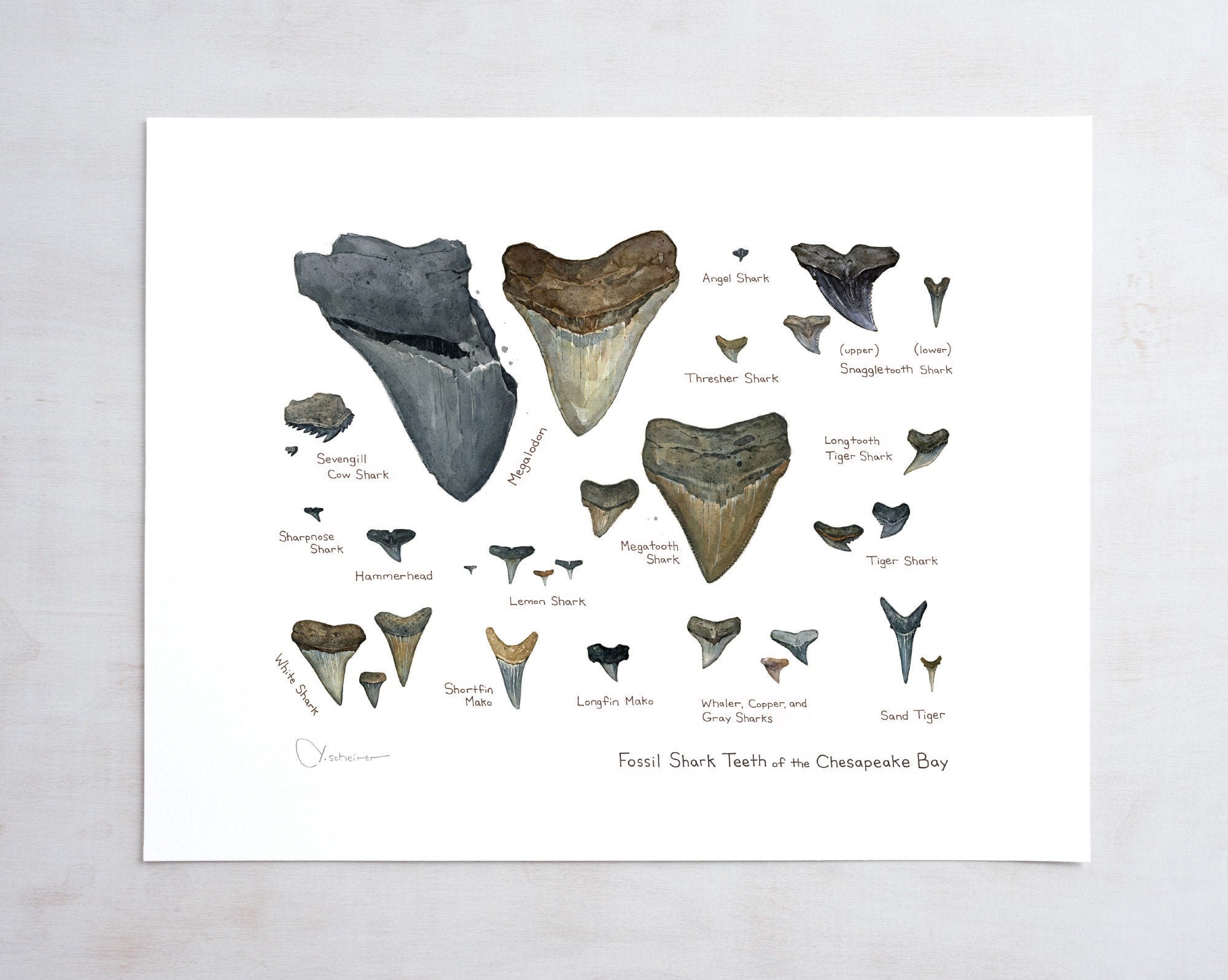 shark teeth fossils