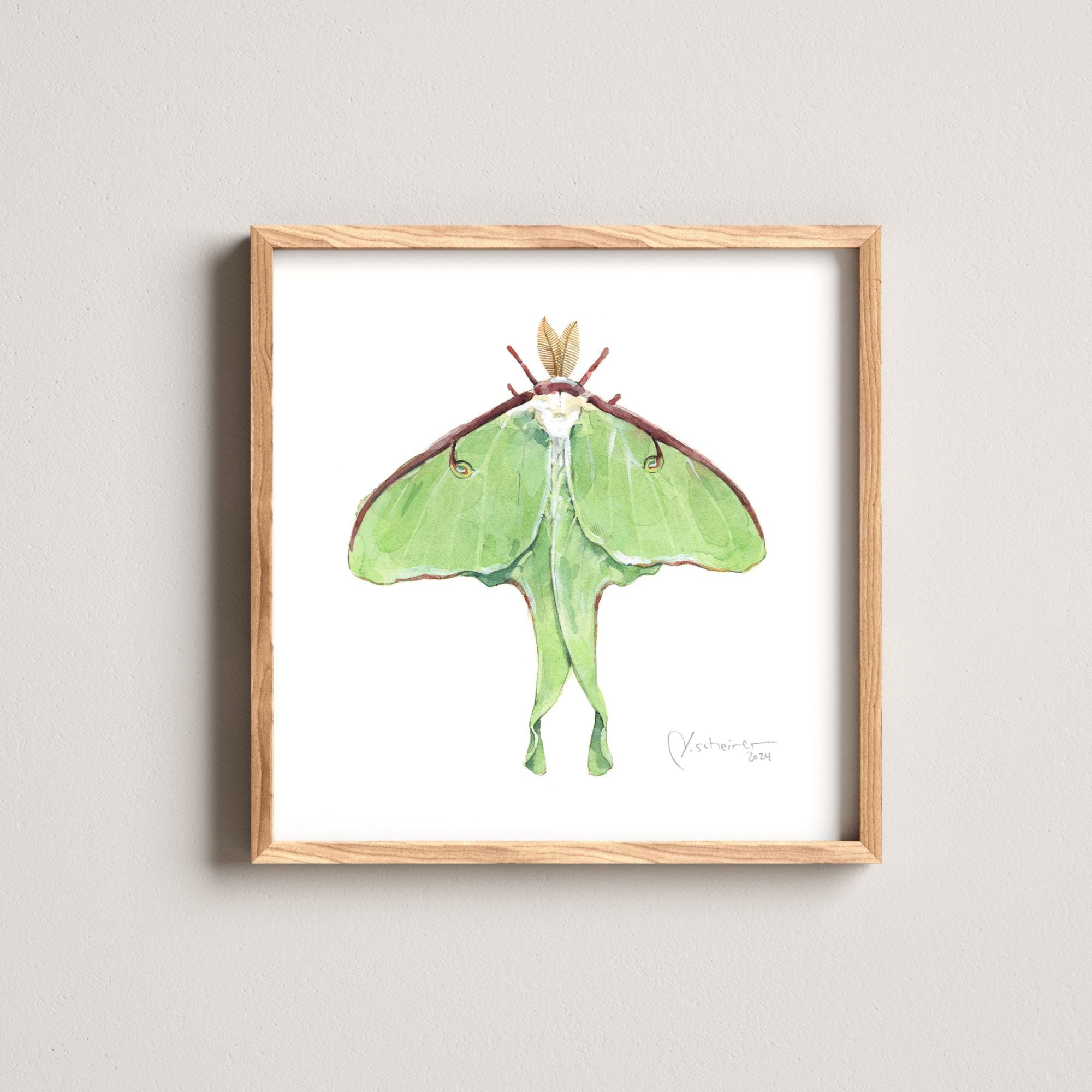 Luna Moth Art Print Watercolor Painting - Etsy