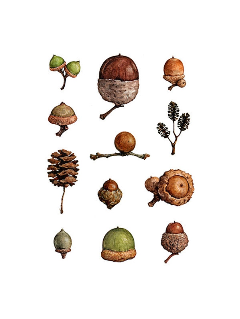 Acorns Art Print Woodland Nature Watercolor Wall Decor image 4